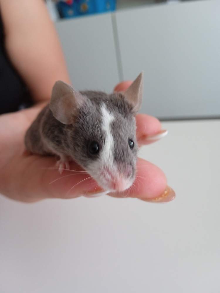 Fancy mouse Retired Mus musculus 