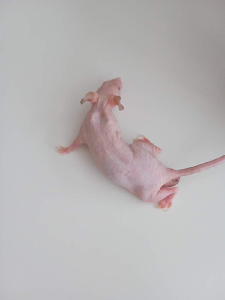 Fancy mouse Breeder Mus musculus 