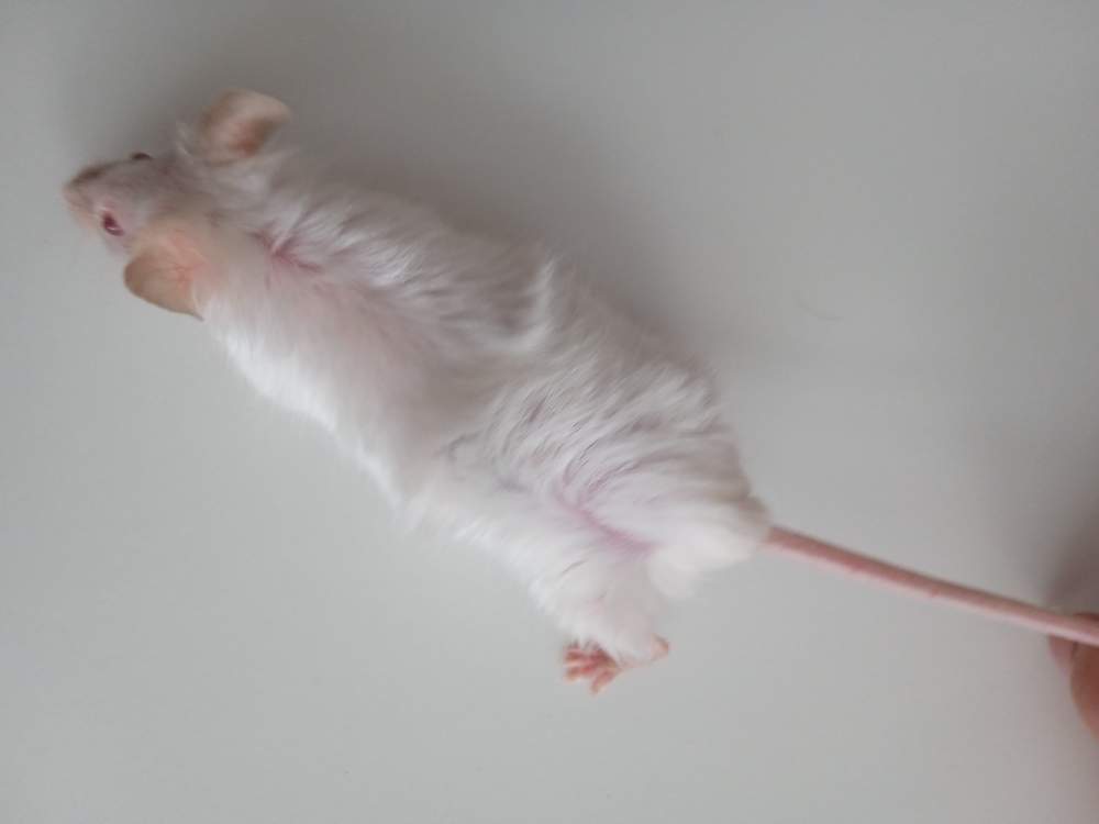 Fancy mouse Breeder Mus musculus 