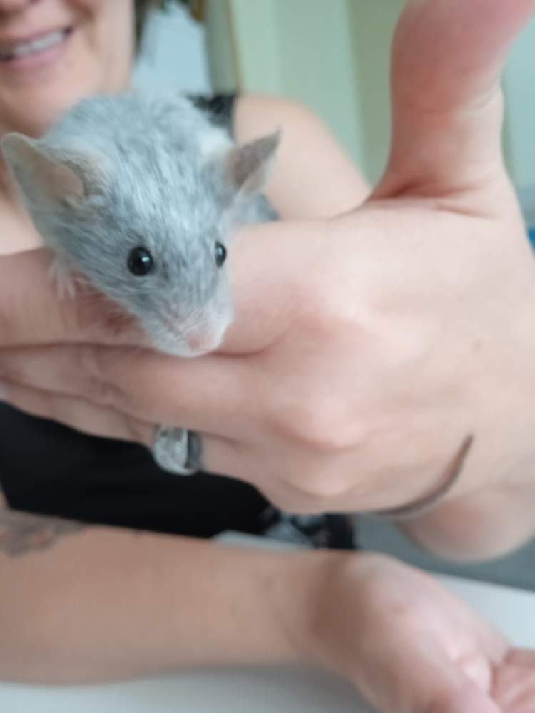 Fancy mouse Breeder Mus musculus 