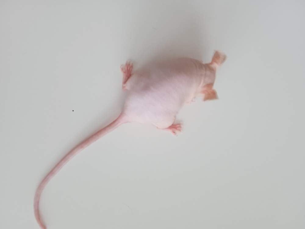 Fancy mouse Breeder Mus musculus 