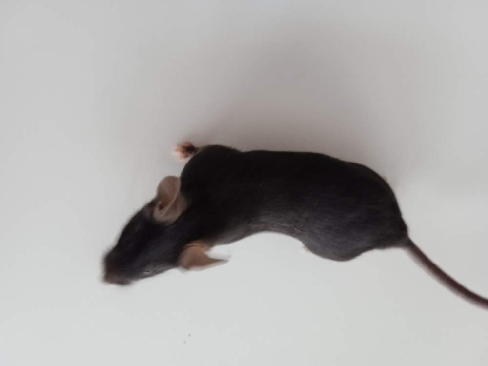 Fancy mouse Breeder Mus musculus 