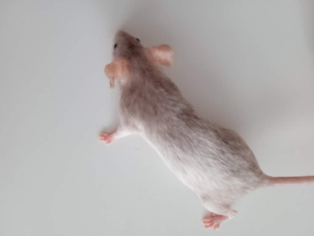 Fancy mouse Breeder Mus musculus 