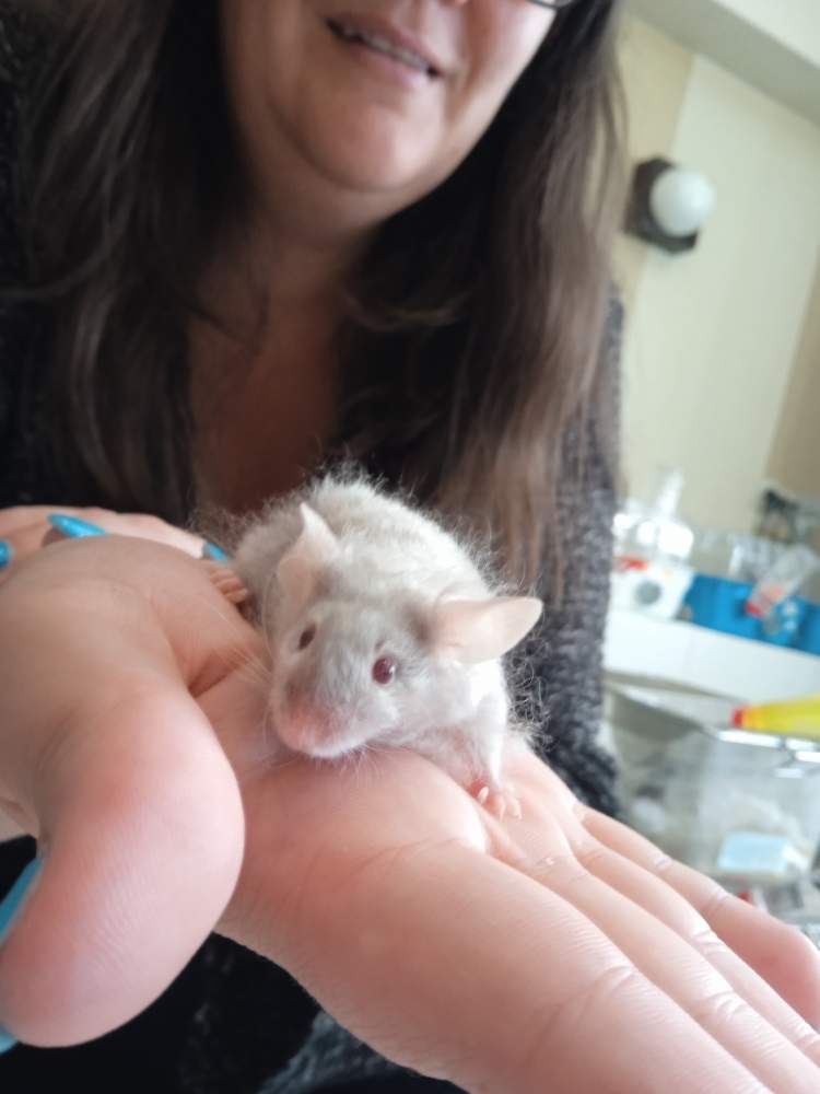 Fancy mouse Breeder Mus musculus 