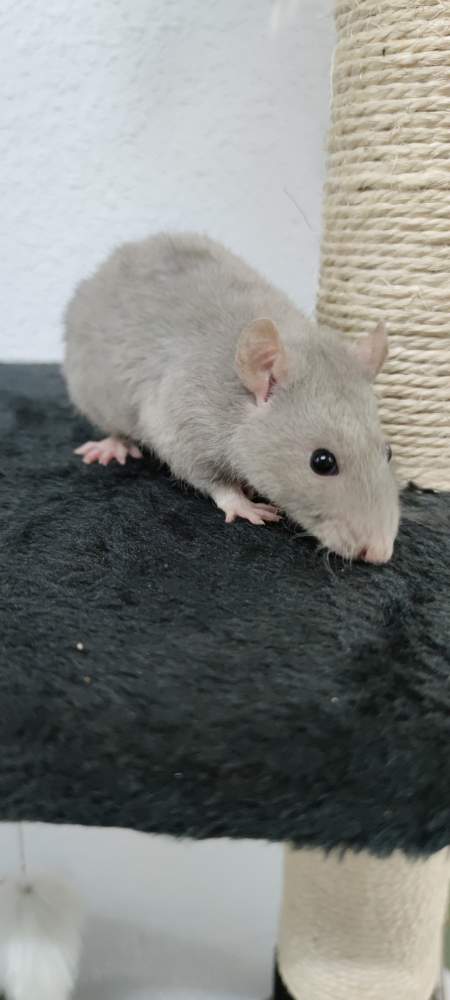 Fancy rat Pet only Rattus norvegicus 