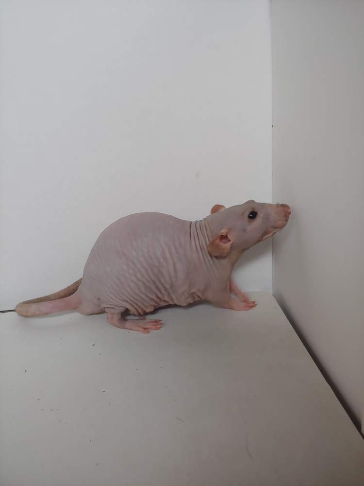 Fancy rat Pet only Rattus norvegicus 