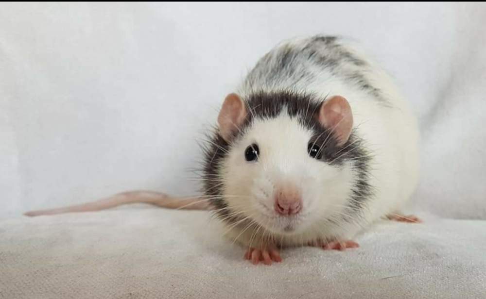 Fancy rat Pet only Rattus norvegicus 