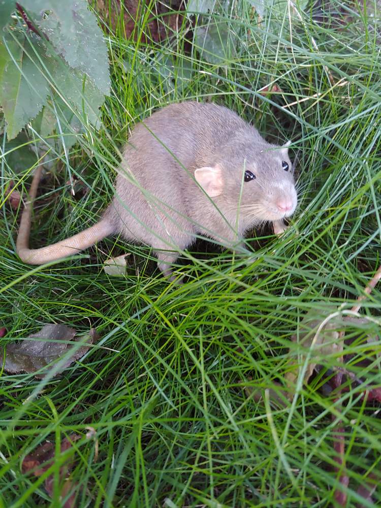 Fancy rat Pet only Rattus norvegicus 