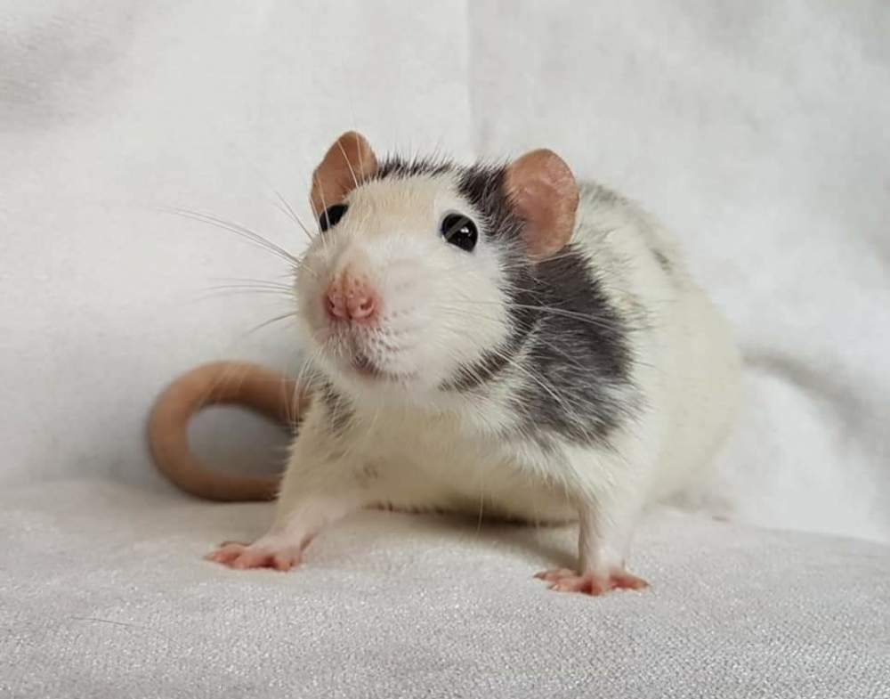 Fancy rat Pet only Rattus norvegicus 