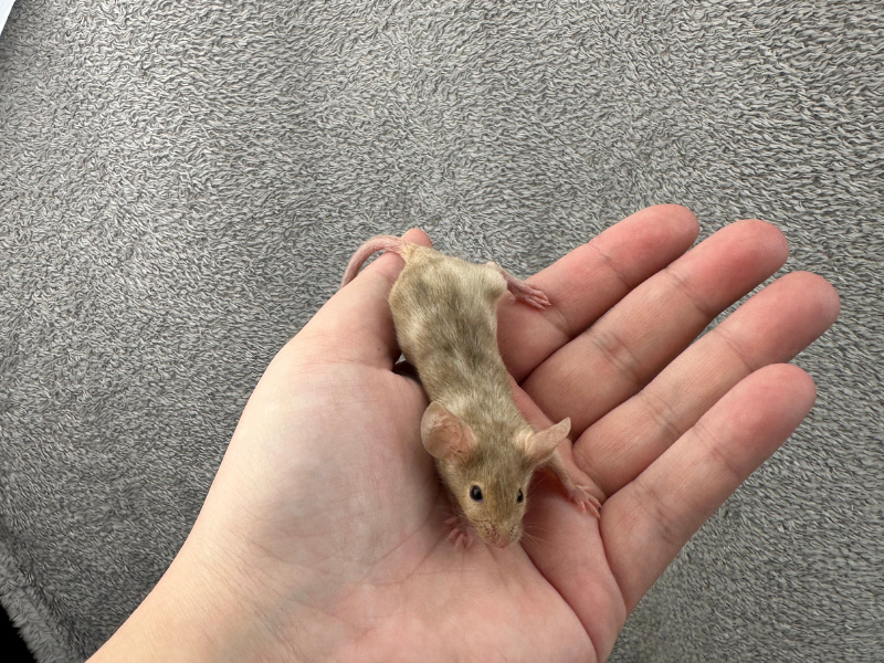 Fancy mouse Pet only Mus musculus 