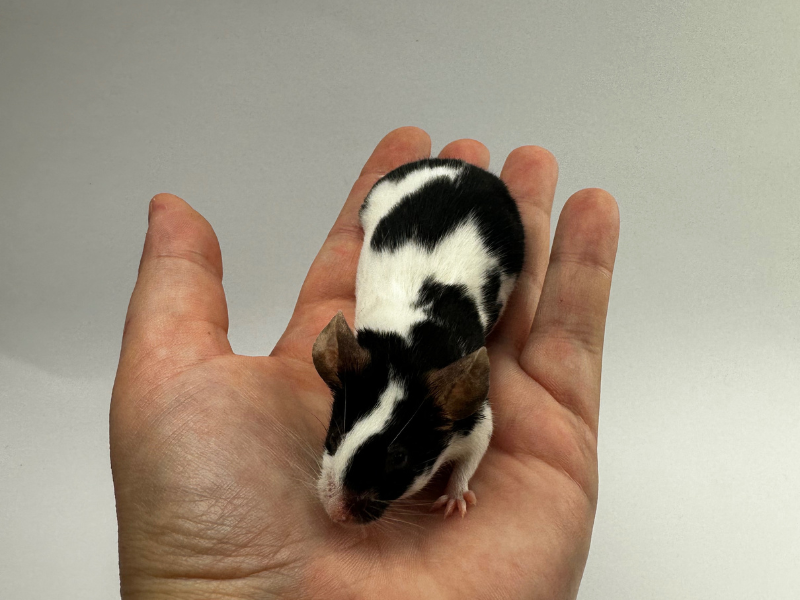 Fancy mouse Breeder Mus musculus 