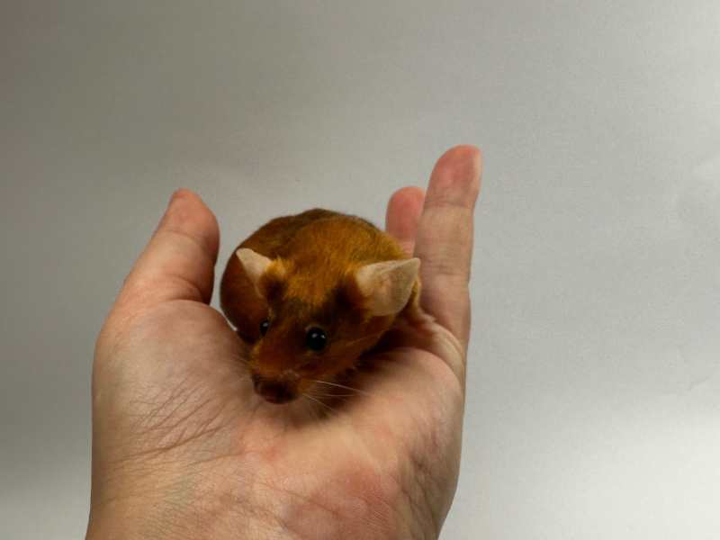 Fancy mouse Breeder Mus musculus 