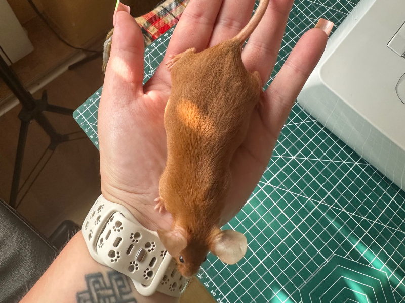 Fancy mouse Pet only Mus musculus 