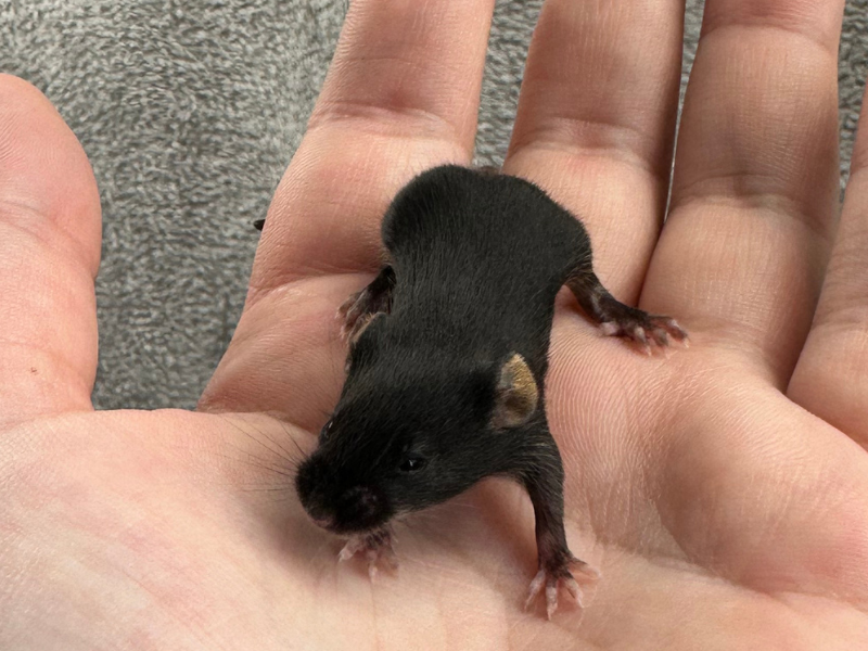 Fancy mouse Rehomed Mus musculus 