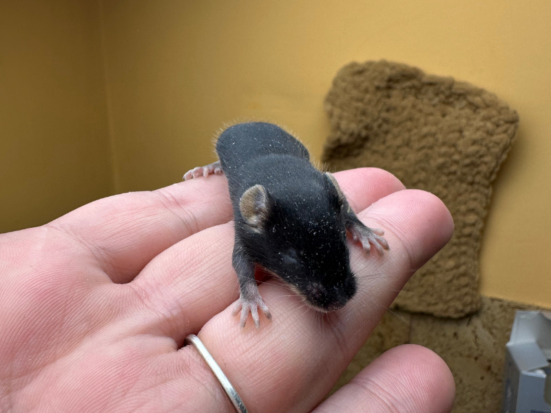 Fancy mouse Rehomed Mus musculus 