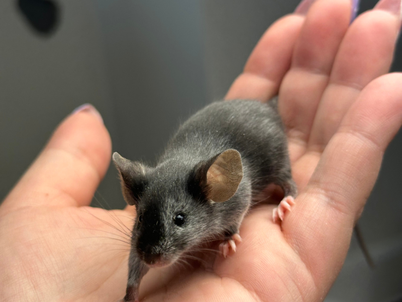 Fancy mouse Pet only Mus musculus 