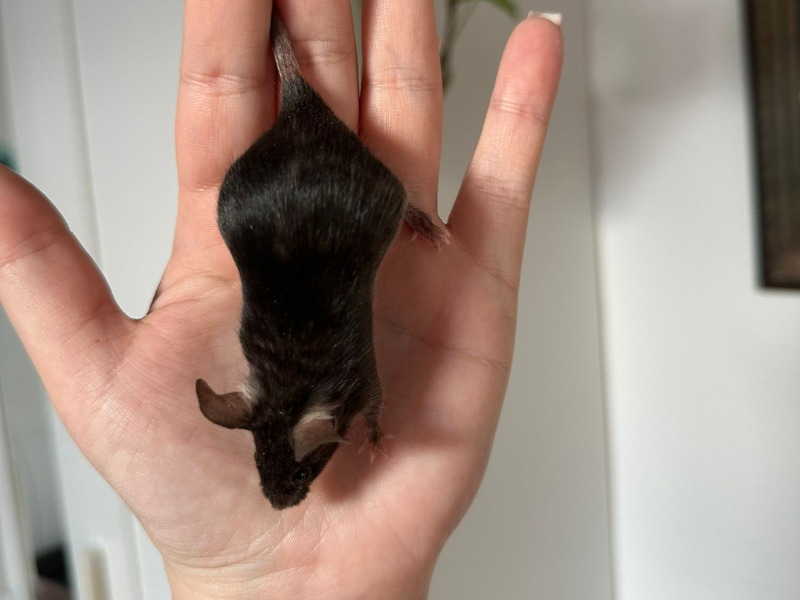Fancy mouse Breeder Mus musculus 