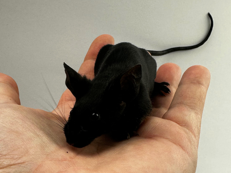 Fancy mouse Breeder Mus musculus 