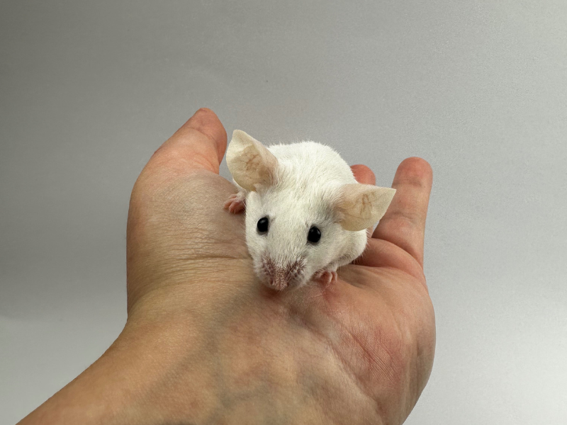 Fancy mouse Breeder Mus musculus 