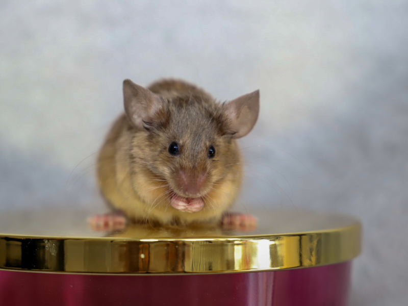 Fancy mouse Breeder Mus musculus 