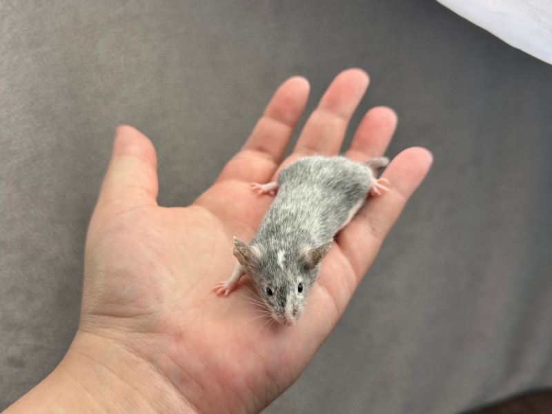 Fancy mouse Pet only Mus musculus 