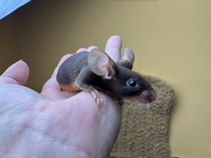 Fancy mouse Deceased Mus musculus 