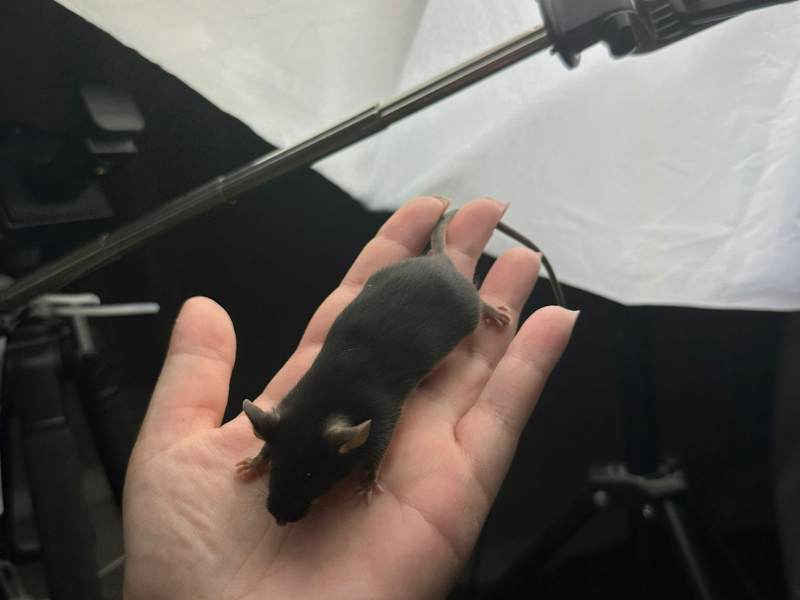 Fancy mouse Pet only Mus musculus 