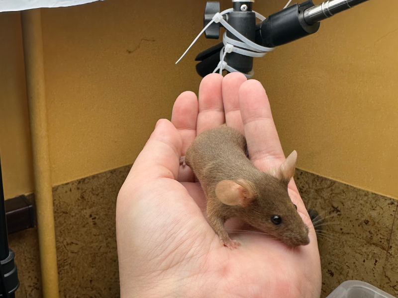 Fancy mouse Deceased Mus musculus 