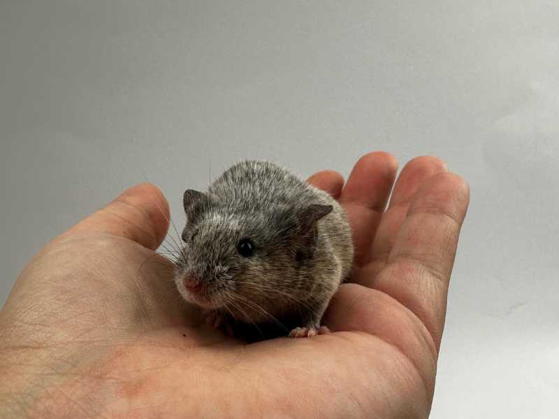 Fancy mouse Breeder Mus musculus 