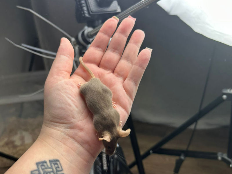 Fancy mouse Pet only Mus musculus 