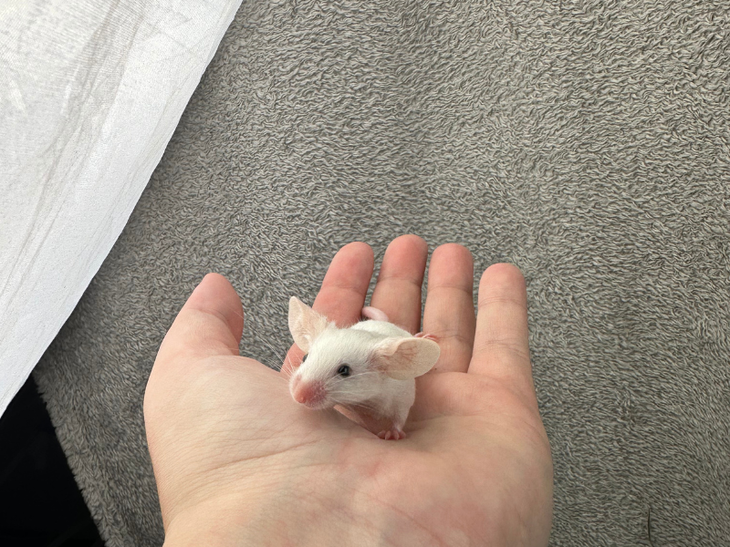 Fancy mouse Breeder Mus musculus 