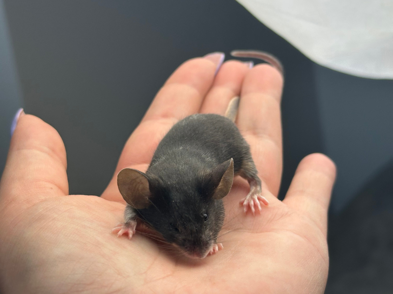 Fancy mouse Pet only Mus musculus 