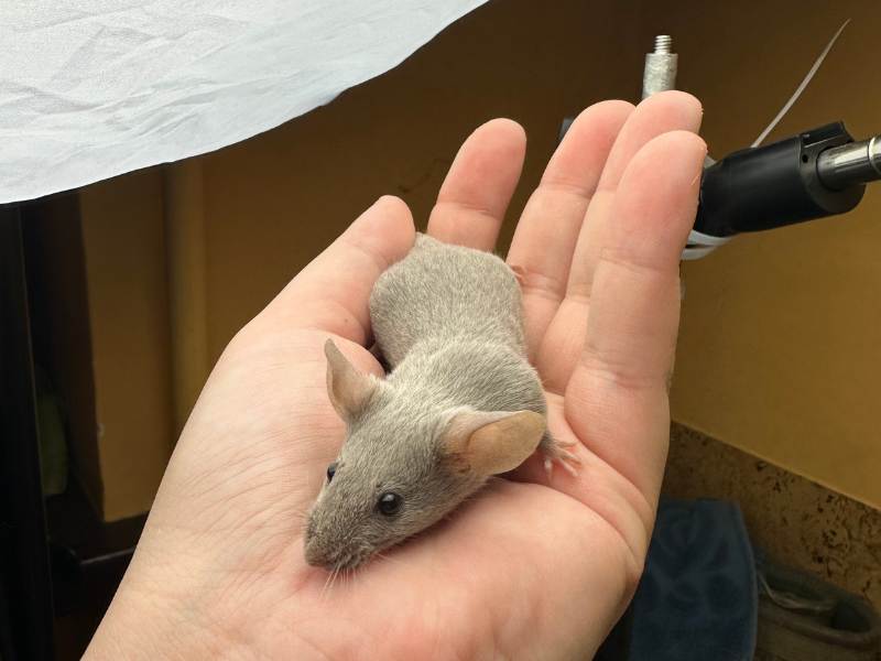 Fancy mouse Rehomed Mus musculus 