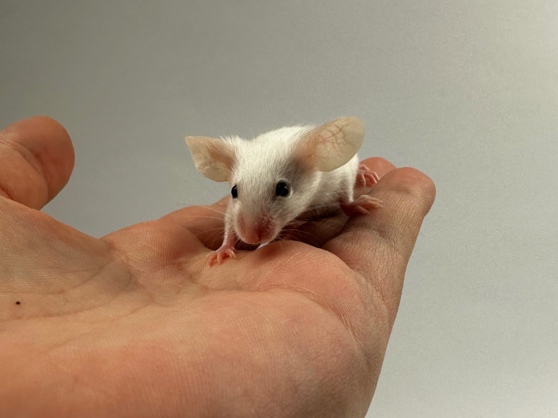 Fancy mouse Pet only Mus musculus 