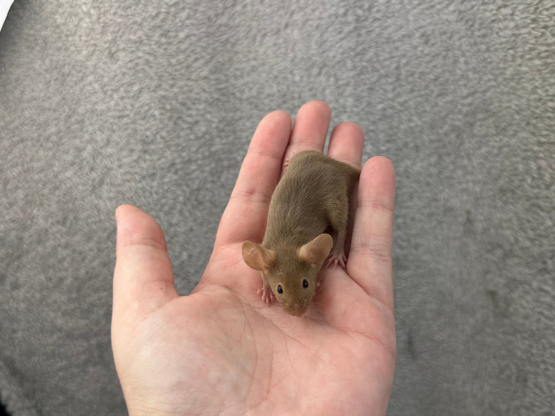 Fancy mouse Breeder Mus musculus 