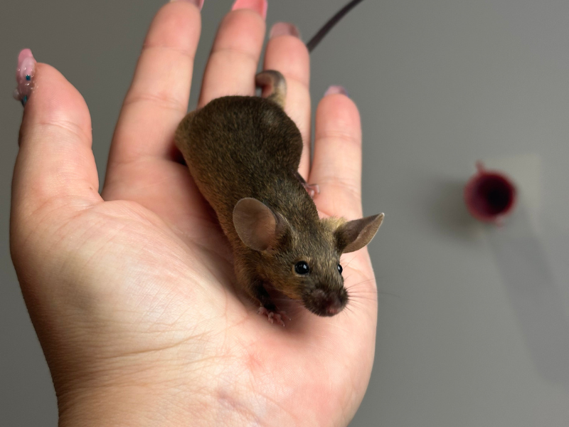 Fancy mouse Pet only Mus musculus 