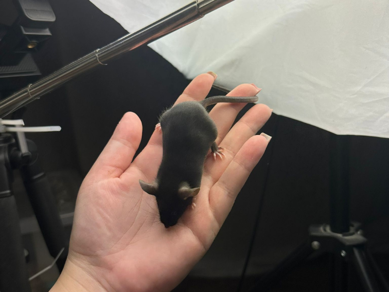 Fancy mouse Pet only Mus musculus 