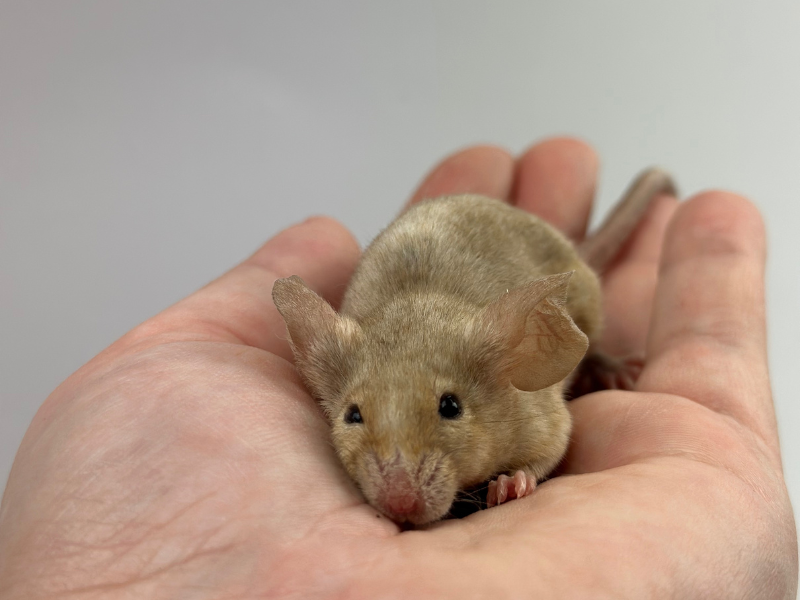 Fancy mouse Breeder Mus musculus 