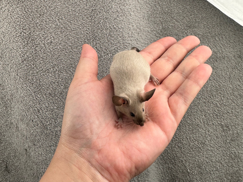 Fancy mouse Breeder Mus musculus 