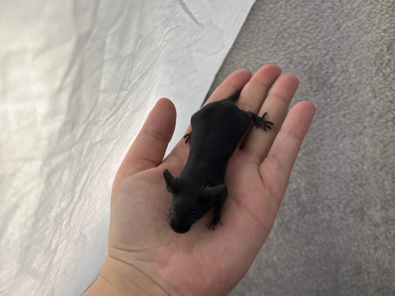 Fancy mouse Pet only Mus musculus 