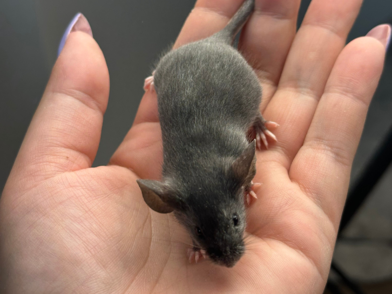 Fancy mouse Pet only Mus musculus 