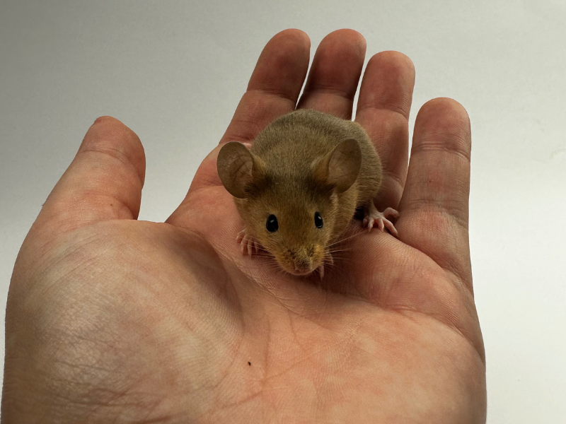 Fancy mouse Pet only Mus musculus 