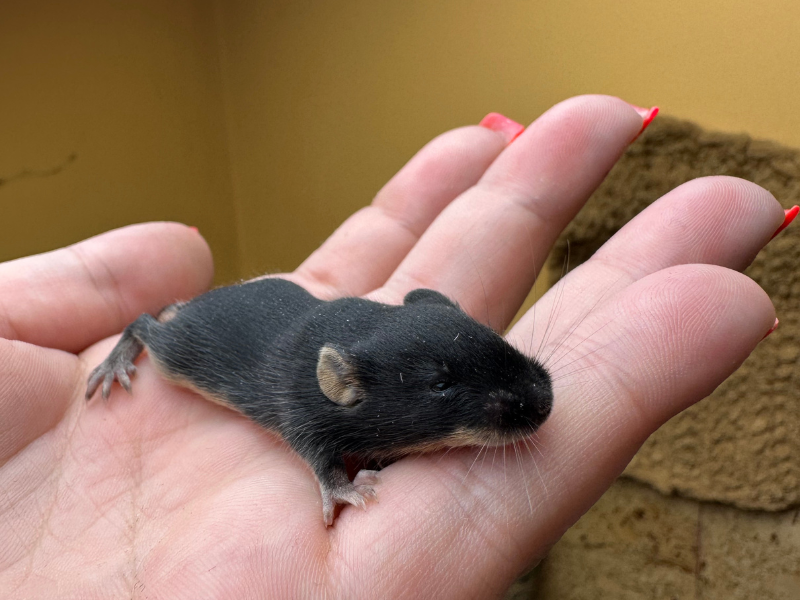 Fancy mouse Rehomed Mus musculus 