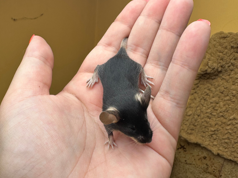 Fancy mouse Rehomed Mus musculus 