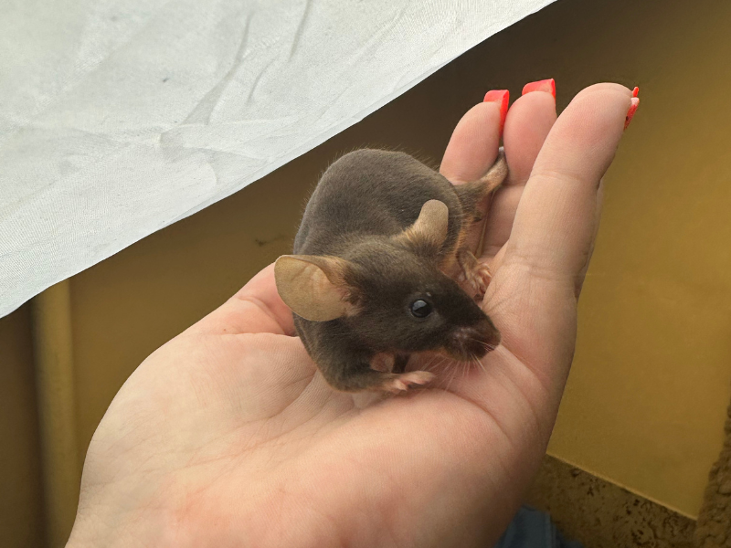 Fancy mouse Deceased Mus musculus 