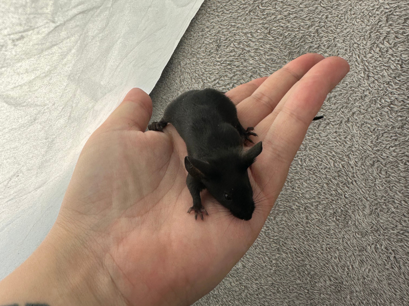 Fancy mouse Pet only Mus musculus 