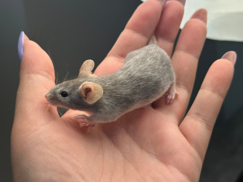 Fancy mouse Pet only Mus musculus 