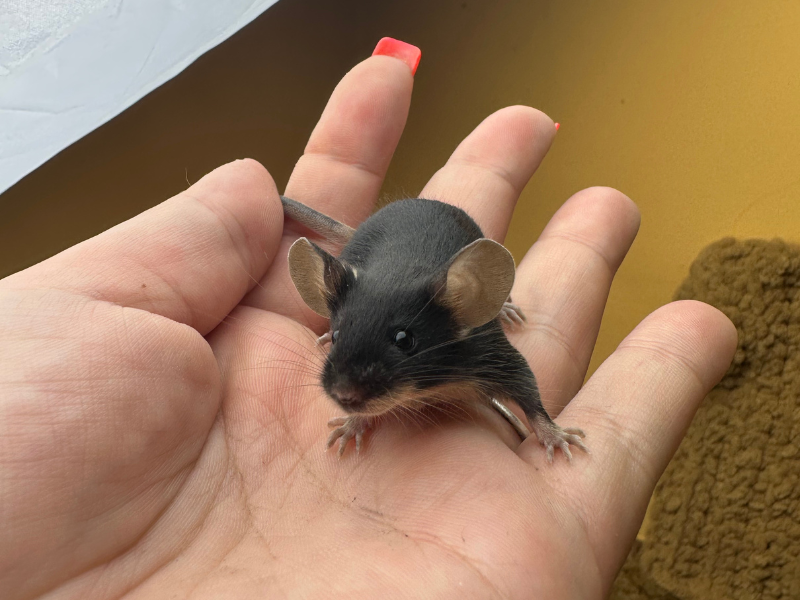 Fancy mouse Rehomed Mus musculus 