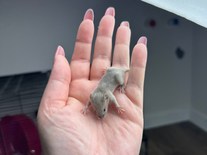 Fancy mouse Pet only Mus musculus 