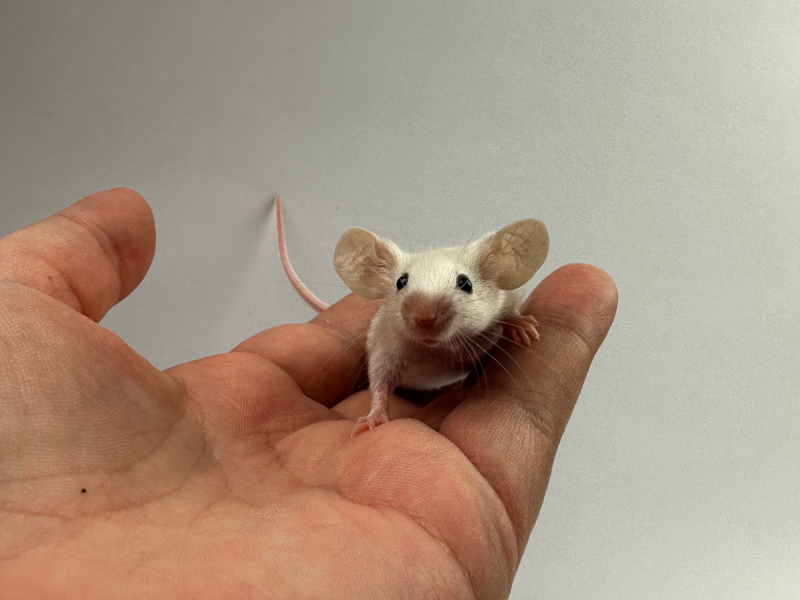 Fancy mouse Pet only Mus musculus 